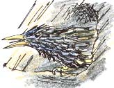 starling singing