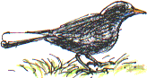 'Whitetail' the blackbird