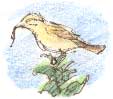 yellowhammer