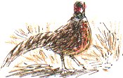 pheasant