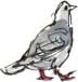 grey pigeon