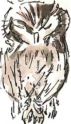 Tropical screech owl