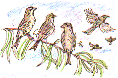 redpolls