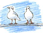 black-headed gulls