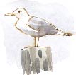 herring gull