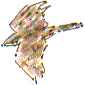 female sparrowhawk