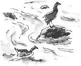 moorhens