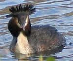 grebe