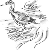 juvenile heron