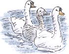 swans