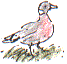 wood pigeon