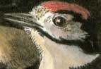 juvenile woodpecker