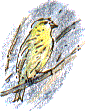 Yellowhammer