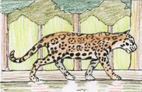 jaguar animation