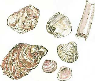 shells