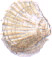 cockle shell