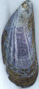 common mussel