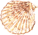 scallop