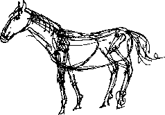 horse skeleton