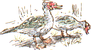 muscovy ducks