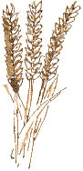 wheat