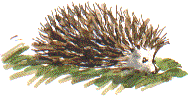 hedgehog