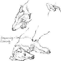 Jack Russell terrier dreaming