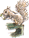 grey squirrel