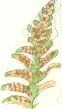 polypody fern