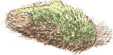 cushion moss