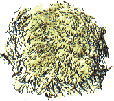 moss on ash