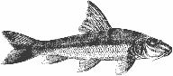 Victorian illustration of gudgeon