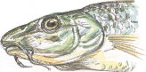 gudgeon