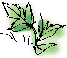 leaf of hogweed