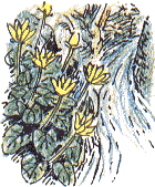 Lesser Celandine