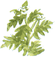 sweet cicely