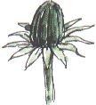 dandelion flower bud