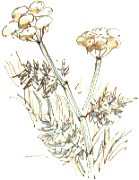 hemlock water dropwort