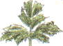 buttercup leaf