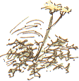 autumn dandelion