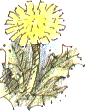 dandelion