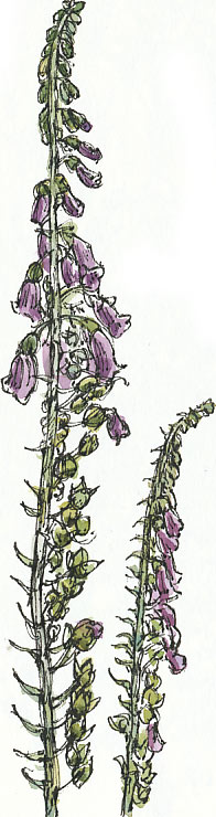 foxgloves