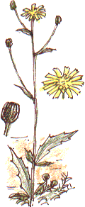 hawkweed,  Hieracium acuminatum