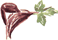 hogweed leaf joint