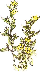 yellow loosestrife