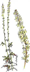 agrimony