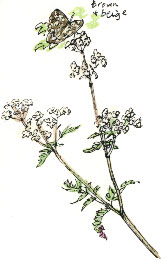 cow parsley