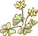 yellow-flowered oxalis