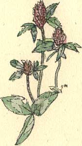 red clover