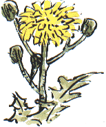 sowthistle